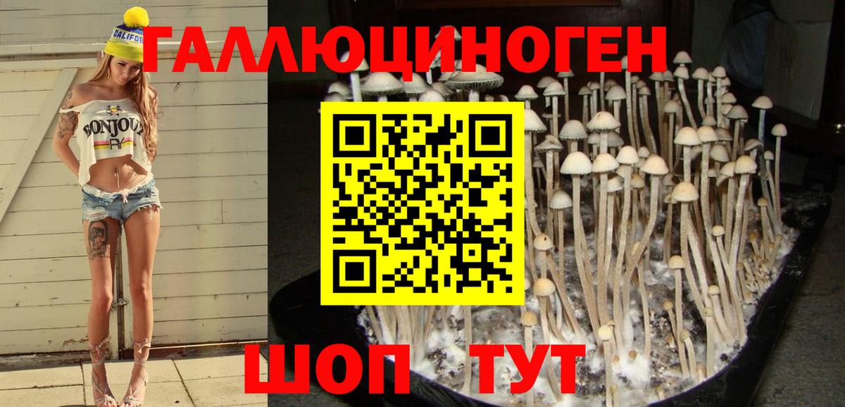 Черногорск  Псилоцибиновые грибы GOLDEN TEACHER  цена наркотик  Вход с VPN 